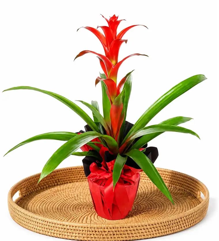 Guzmanya - Guzmania Cherry - Adıyaman çiçek siparişi